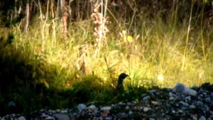 Молодой тетерев - *косач*