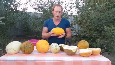 Дыни.Дегустация 8ми сортов дынь.