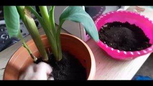 Пересадка КАННЫ
