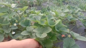 Клубника Мальга болеет фитофторозом.