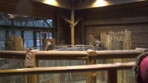 Идем в зоопарк. Рижский зоопарк. Видео для детей. Дети и животные