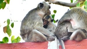 Great Malida Grandma Monkey Never Gives Up Breastfeeding To Her Little Son Martin Even He's Grown U