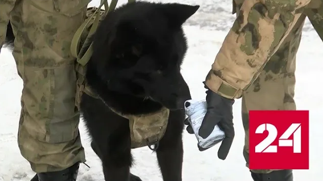 Кинологи учат служебных собак искать натовскую взрывчатку - Россия 24 