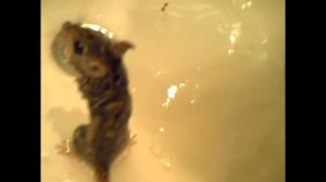 как мыть мышей