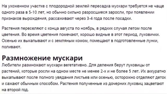 Мускари. Весенние красивые цветы. Как посадить и ухаживать за цветков мускари в саду. смотреть онлайн