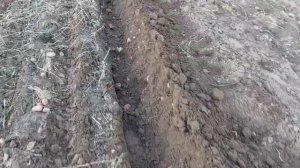 Картошка без окучивания // Покажу результат // ПОЛНАЯ ЕРУНДА или всё таки НОРМАЛЬНО?! // Мой опыт.