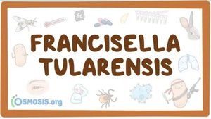 Туляремия - причины, этиология, симптомы, терапия (микробиология, инфекционные болезни) лекция