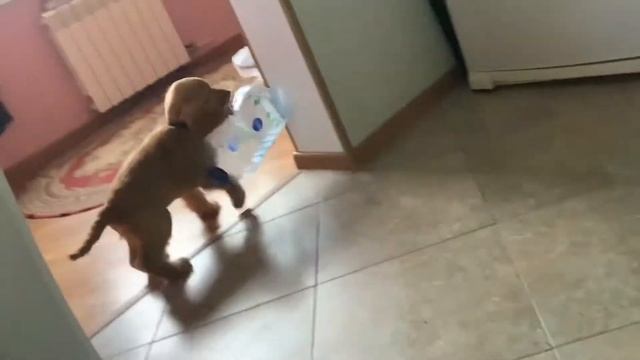 Английский кокер спаниель громит квартиру!!!