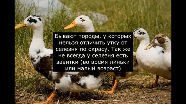 Определяем пол у уток смотреть онлайн