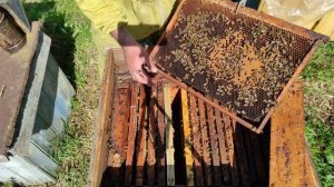 Какие соты строят пчёлы на гладкой самодельной вощине. Как засевает матка такие соты. Общая ревизия