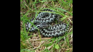 Пятнистая жабья гадюка