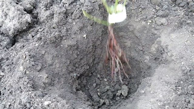 Посадка розы весной! Самый обычный способ! смотреть онлайн