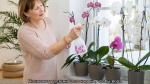 Орхидея — уход в домашних условиях после цветения