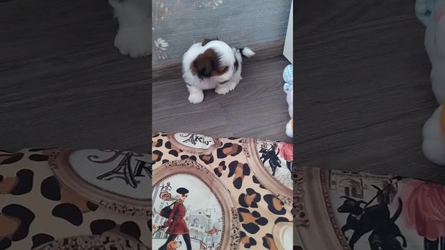 Девочка ши-тцу Любен Лэнд Ламбада - предлагается на продажу. Д. р. 10.05.2022г. смотреть онлайн