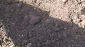 Коп по старине (часть 29)Коп с сафариком и золотой кусок от....