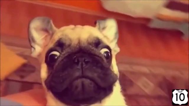 ЖВН - Новочеркасские жерделы смотреть онлайн