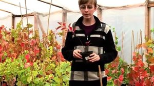 Абрикос и сливово-вишневый гибрид