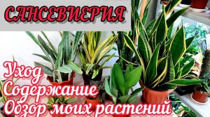 САНСЕВЬЕРИИ ОБЗОР МОИХ РАСТЕНИЙ