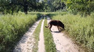 Изюм.Харьковская область.Прогулка к реке Северский Донец.Kharkiv region.Seversky Donets river.