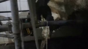 биркование крс