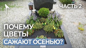 Как и почему лучше сажать растения на могиле осенью? Вторая часть!