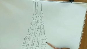 how to draw foot anatomy