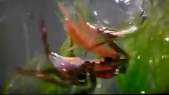 Araña Argyroneta aquatica смотреть онлайн