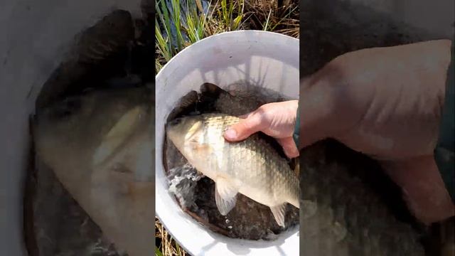 Натягал ведро Карасей #рыбалка #ловлякарася #shorts #shortvideo #short
