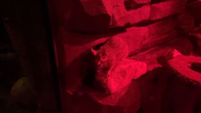 Московский зоопарк 2023 | Какие сейчас там есть животные? смотреть онлайн