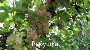 Рябушка