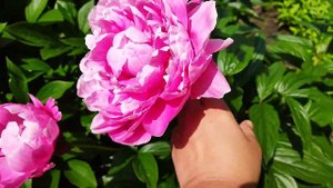 Півонія Ядвіга Jadwiga peony