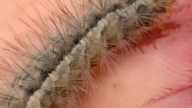 ГУСЕНИЦА КАКАЕТ смотреть онлайн