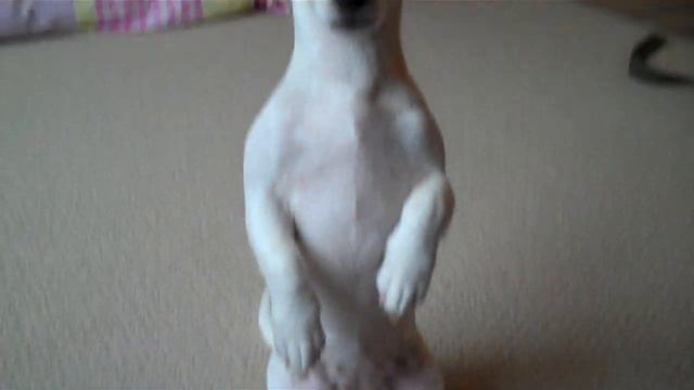 Suslik смотреть онлайн