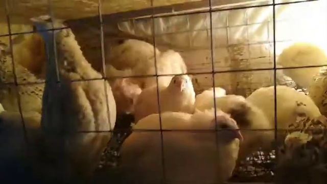 ВОТ ЧТО ЗНАЧИТ ПЕРЕПЕЛА ТЕПЛОЛЮБИВАЯ ПТИЦА)))/ПЕРЕПЕЛА НЕ НЕСУТСЯ!!)
