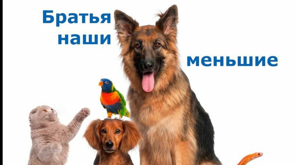 Братья наши меньшие: 15 историй из их нелегкой жизни. Немножко юмора и хорошего настроения