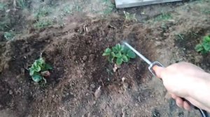 Обработка  клубники от болезней, защита от пятнистости, грибковых заболеваний весной, осенью.