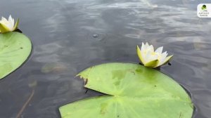 Памятник природы «Милятинское водохранилище»
 #здравствуйте_явашаООПТ