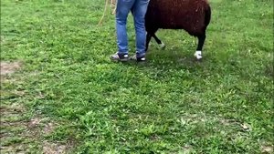 Цвартблес порода овец! Овцеводство с чего начать? Скот из Европы! Разведение баранов Цвартблес!