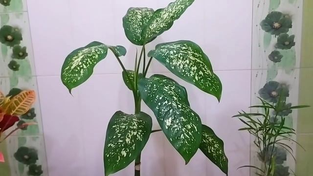 КОМНАТНЫЕ?? РАСТЕНИЯ, КОТОРЫЕ ВЫРАСТАЮТ КРУПНЫМИ ДЕРЕВЬЯМИ