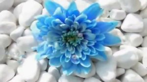 Flowers of the sea - "Цветы у моря" Кэйко Мацуи