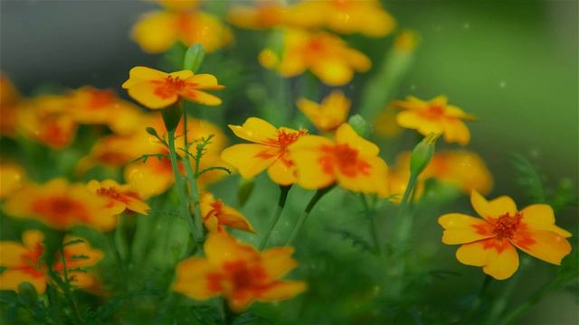 |RELAX|Música suave para dormir|Крепкий сон, ясный разум| смотреть онлайн