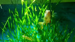 Осенний жор,щукарь и окунь в аквариуме.