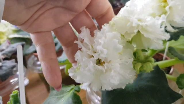 Домашняя виставка фиалок| быстро пробежала по полочкам! смотреть онлайн