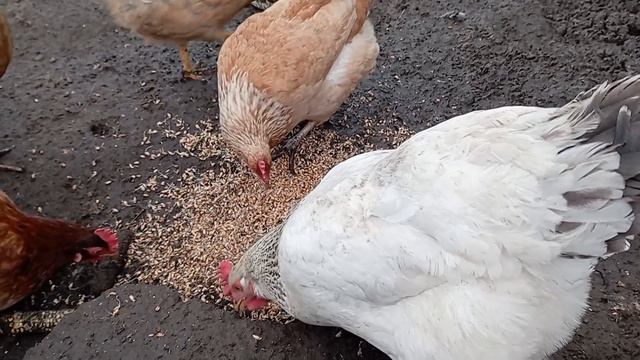 Пророщенная пшеница курам. Собрал яйца за два дня. смотреть онлайн