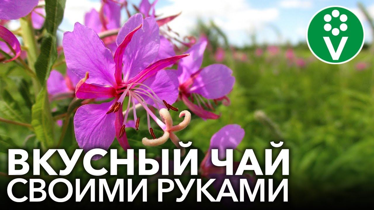 ИВАН-ЧАЙ: заготовка, ферментация и сушка в домашних условиях