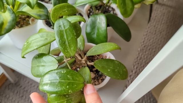 Rare Houseplant Tour 2023 | aroids, hoyas, succulents & more! смотреть онлайн