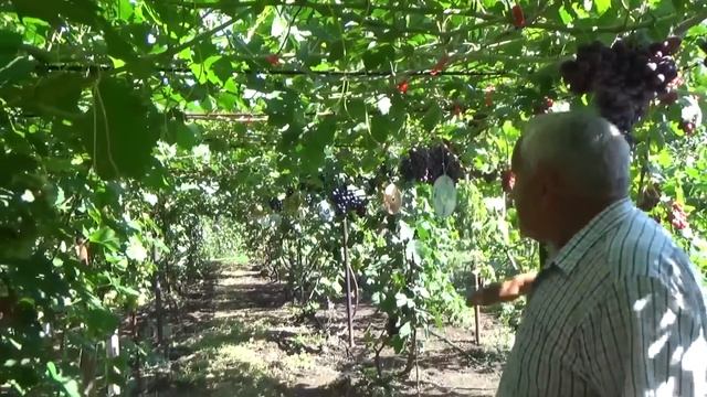 ОСОБЕННОСТИ ВЫРАЩИВАНИЯ ВИНОГРАДА НА АРКЕ смотреть онлайн