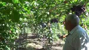 ОСОБЕННОСТИ ВЫРАЩИВАНИЯ ВИНОГРАДА НА АРКЕ