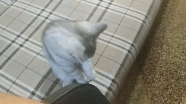 МЯУКАНЬЕ КОТЯТ ? КОТЕНОК ПРОСИТСЯ НА РУКИ К ХОЗЯЙКЕ  ШОТЛАНДСКИЕ КОТЯТА МЯУКАЮТ СКОТТИШ СТРАЙТ КОТЫ
