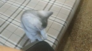 МЯУКАНЬЕ КОТЯТ ? КОТЕНОК ПРОСИТСЯ НА РУКИ К ХОЗЯЙКЕ ШОТЛАНДСКИЕ КОТЯТА МЯУКАЮТ СКОТТИШ СТРАЙТ КОТЫ